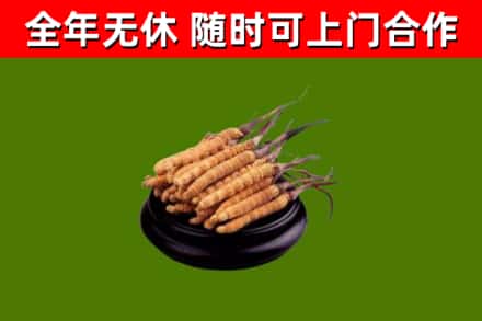 襄樊回收冬虫夏草